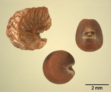 Vorschaubild Mauretanische Malve